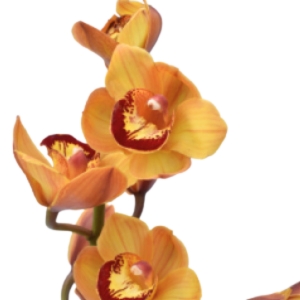 Cymbidium