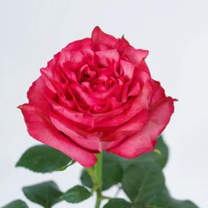CARALINDA
