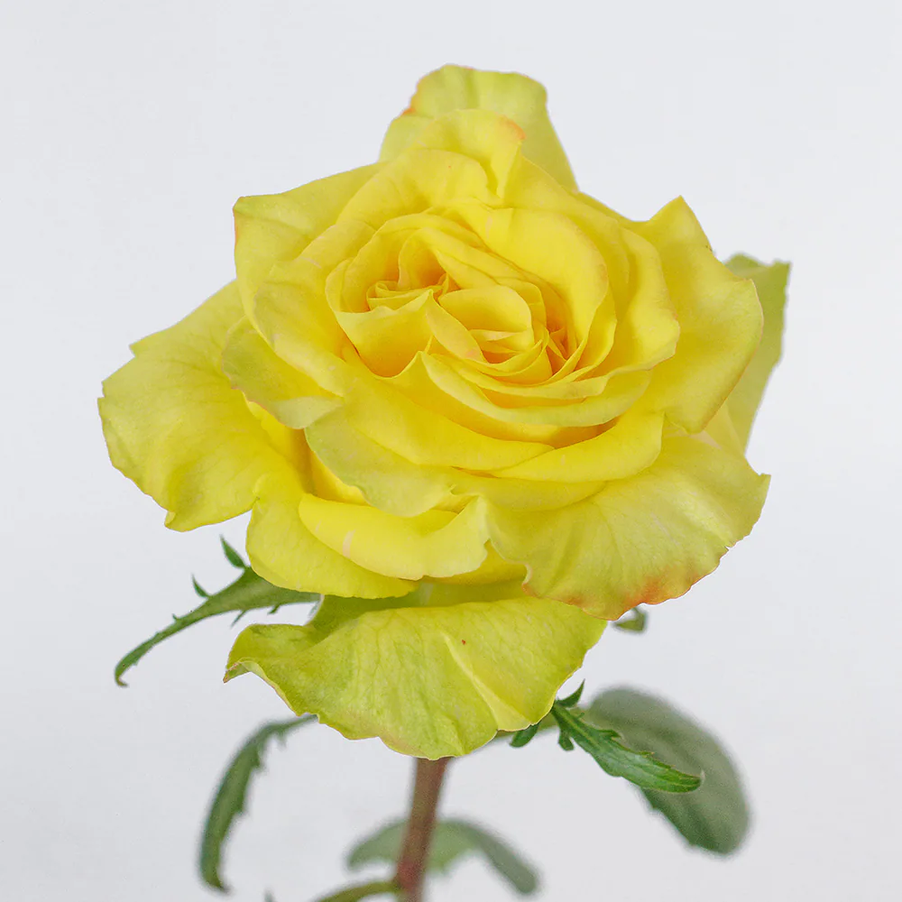 High & Yellow