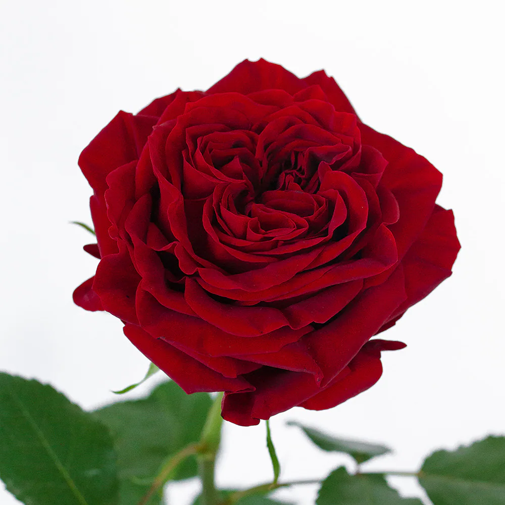 Red Mayra