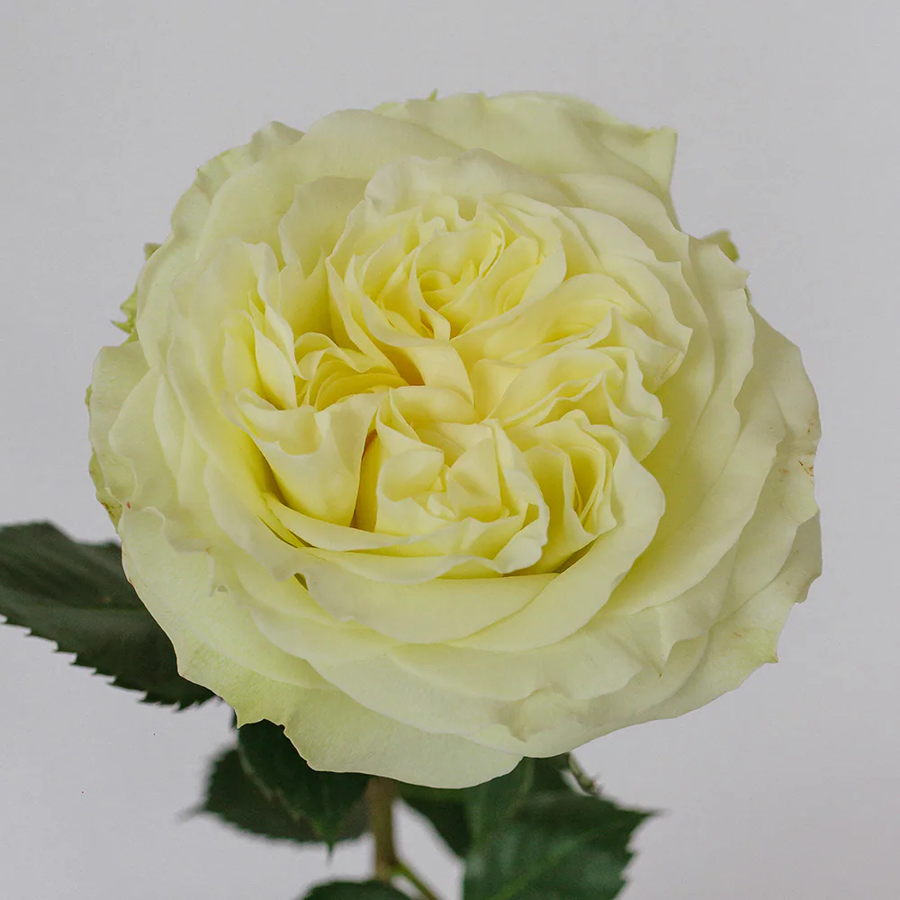 White Mayra
