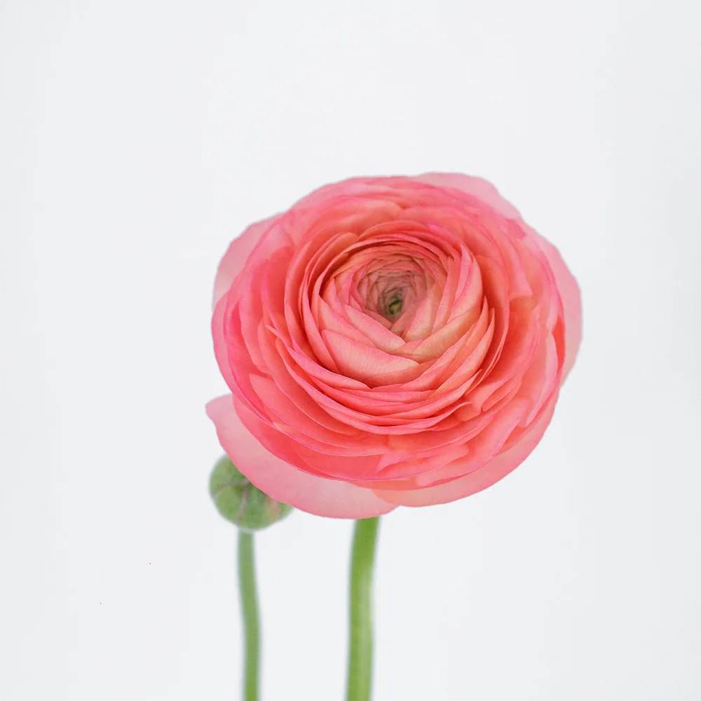 Elegance Coral