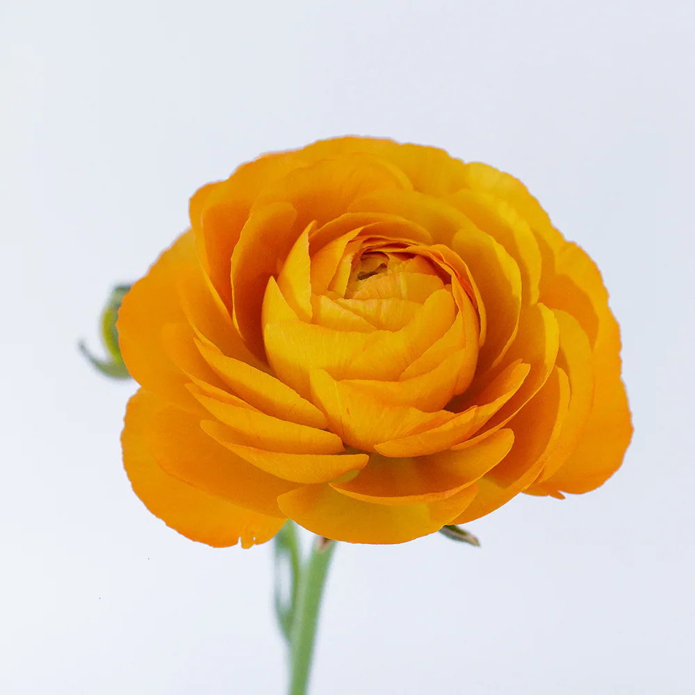 Elegance Orange