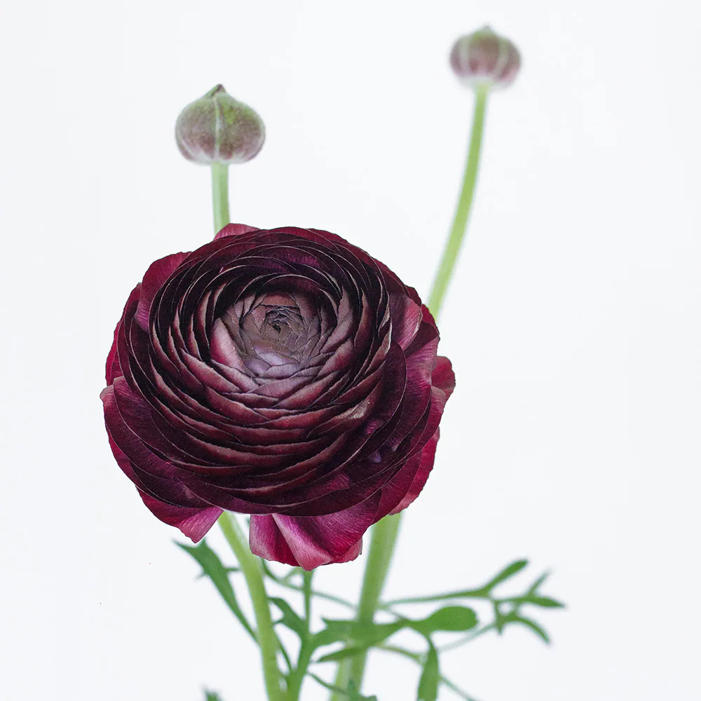 Elegance Purple