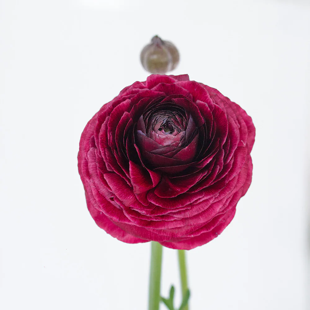 Elegance Violet