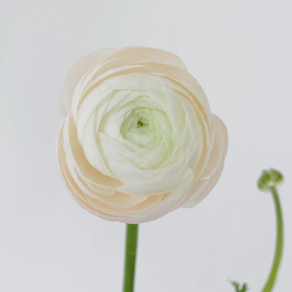 Elegance White