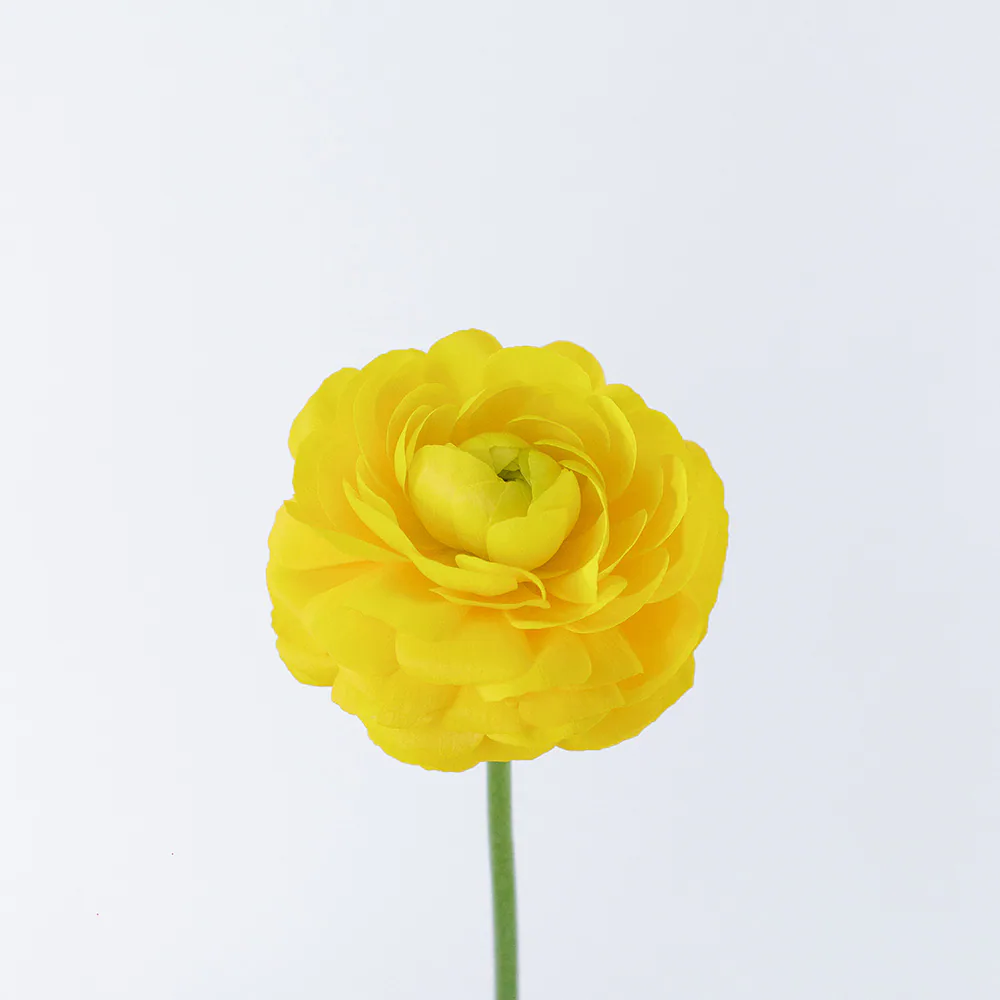 Elegance Yellow