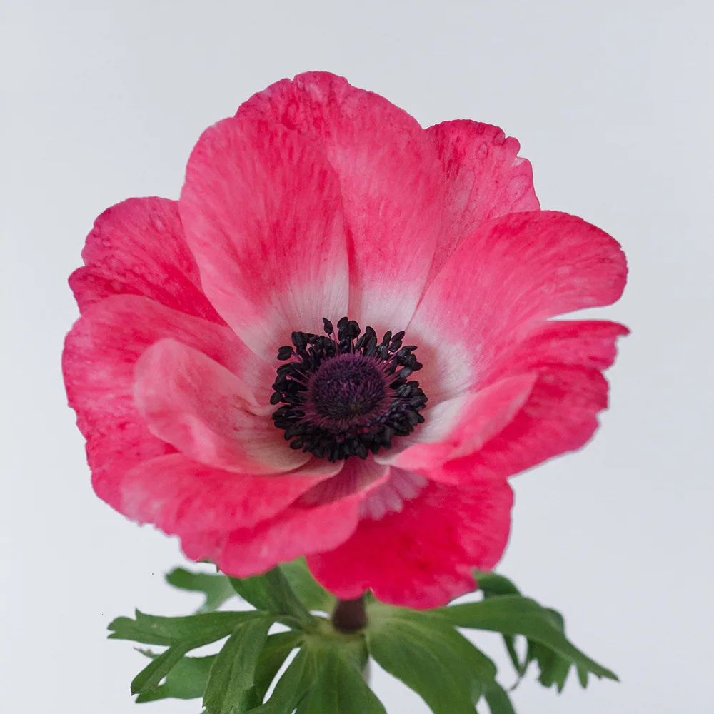 Anemone Mistral Pinkie