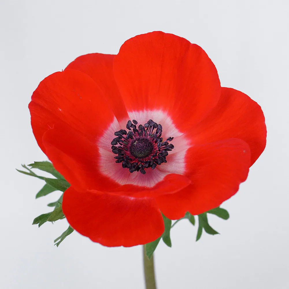 Anemone Mistral Red