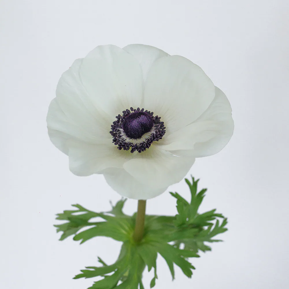Anemone Mistral White