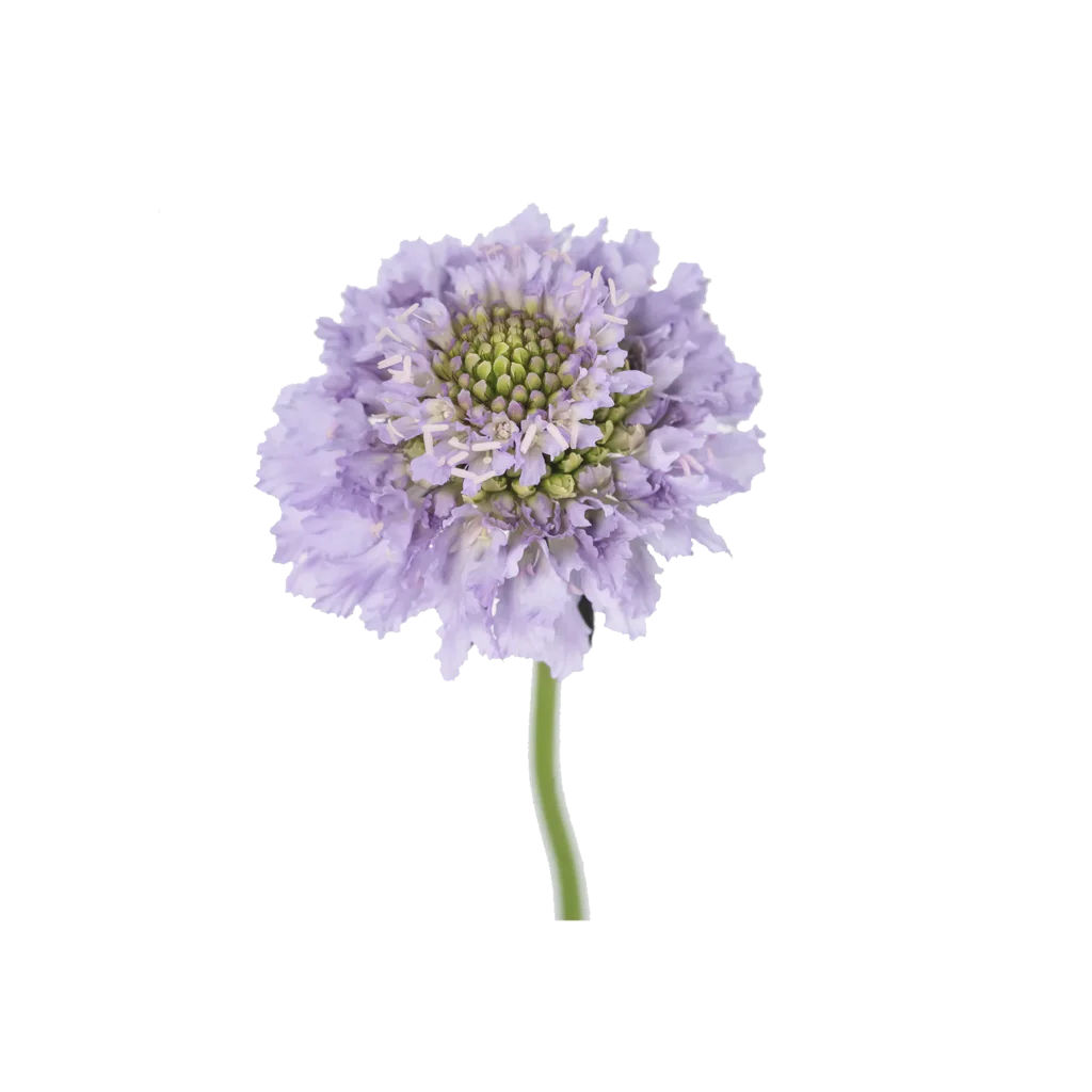 Focal Scoop Lavander