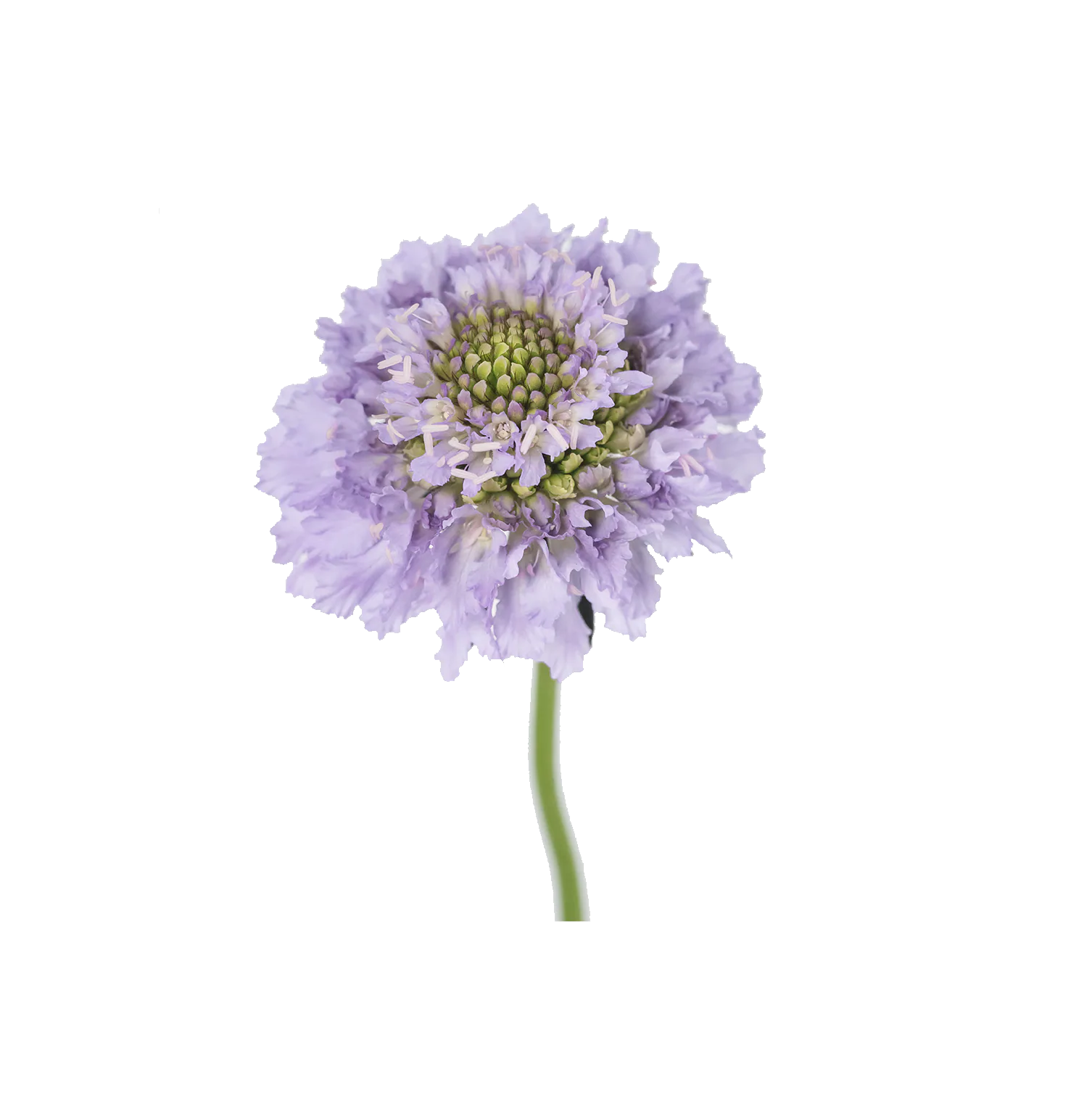 Focal Scoop Lavander — Escabiosas