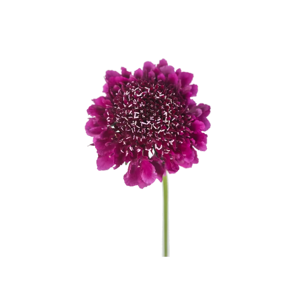 Dark Purpple Scabiosa