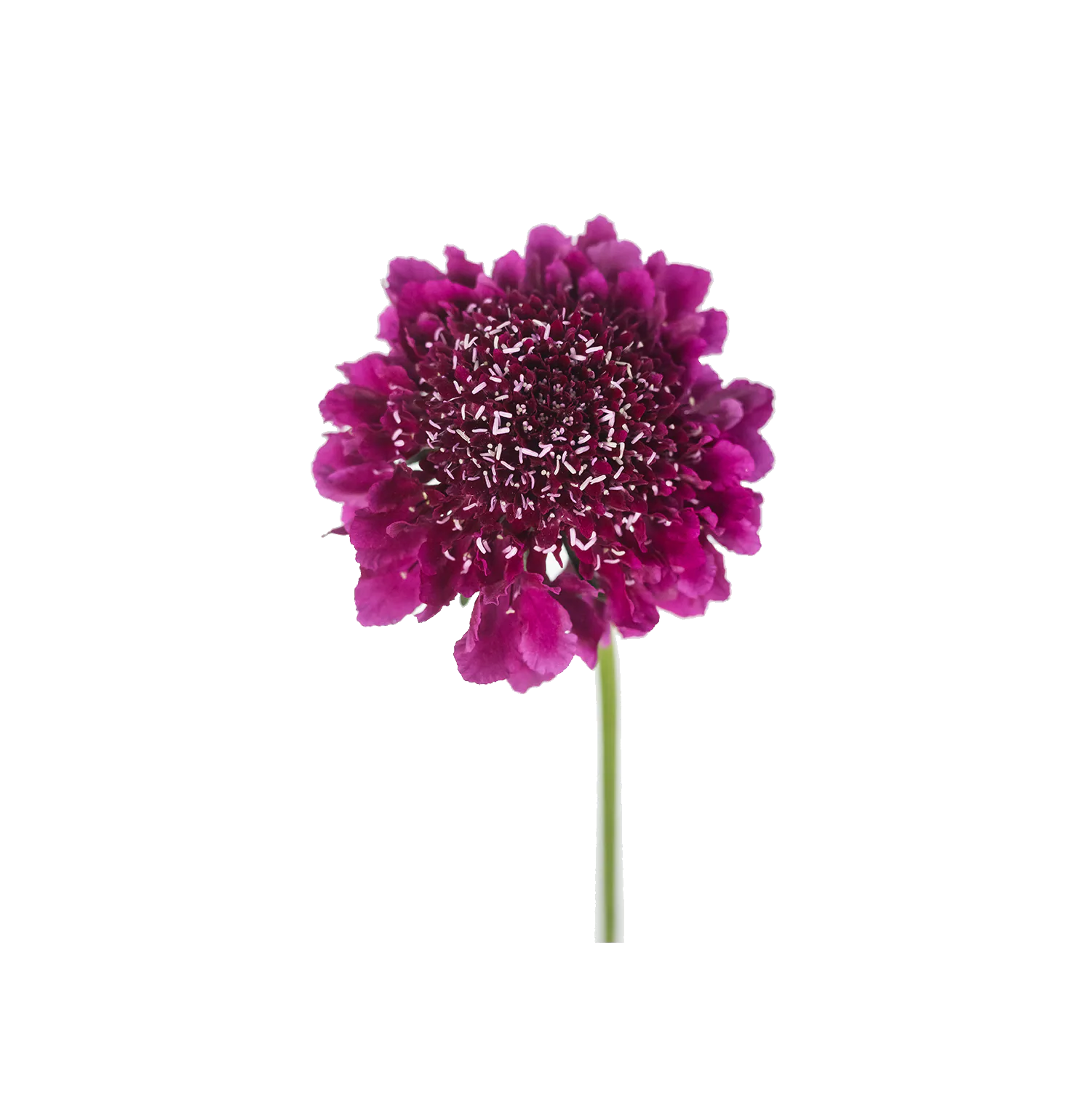 Dark Purpple Scabiosa — Escabiosas