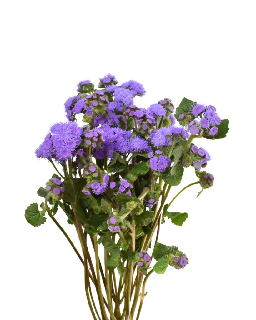 Ageratum