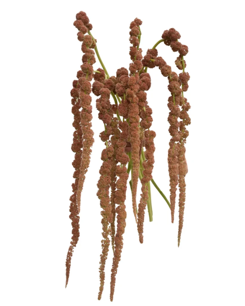 Amaranthus Coral Fountain Hanging