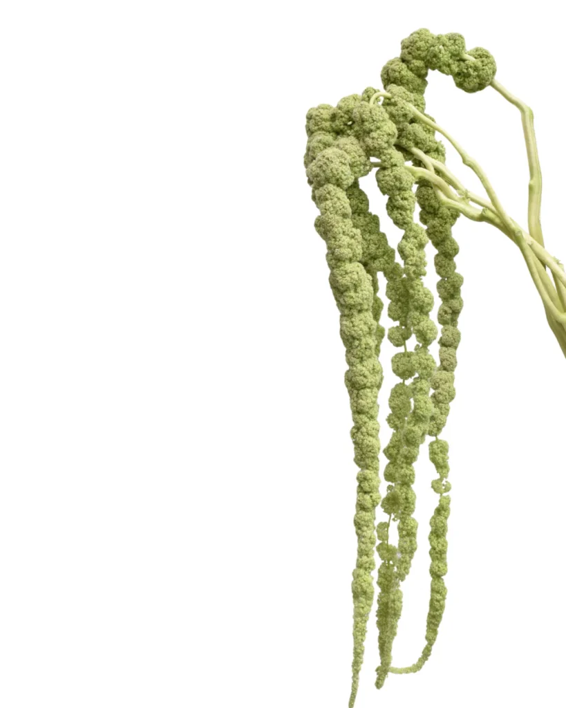 Amaranthus Green Tails