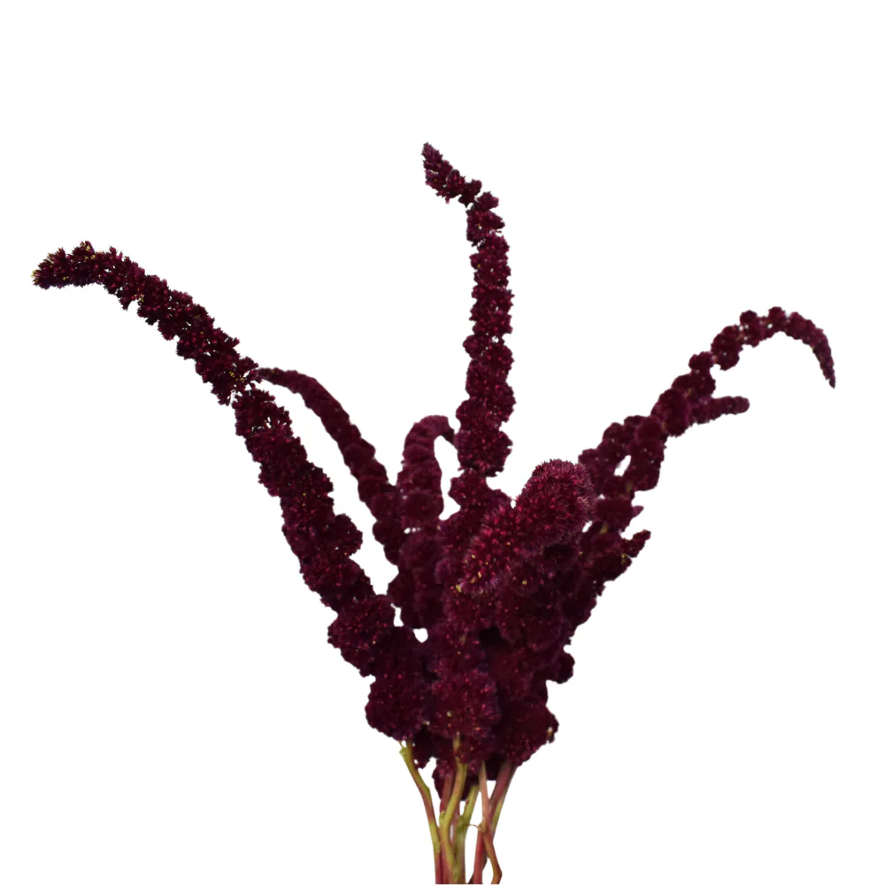 Amaranth