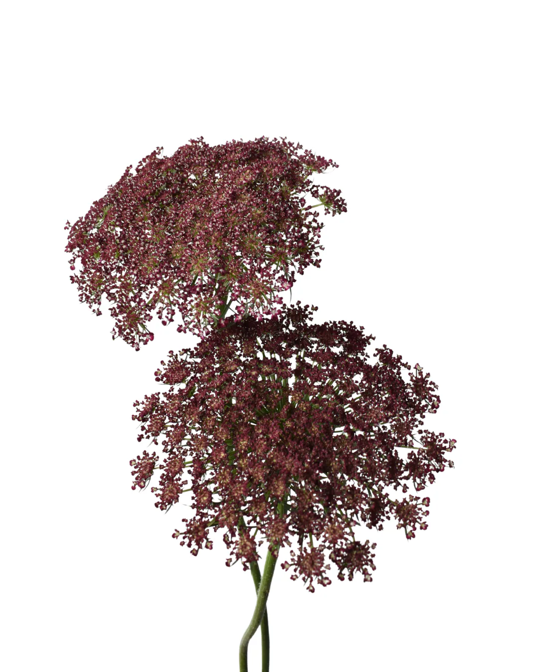 Ammi Majus Red — Ammi Majus