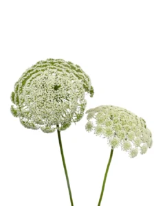 Ammi Majus White