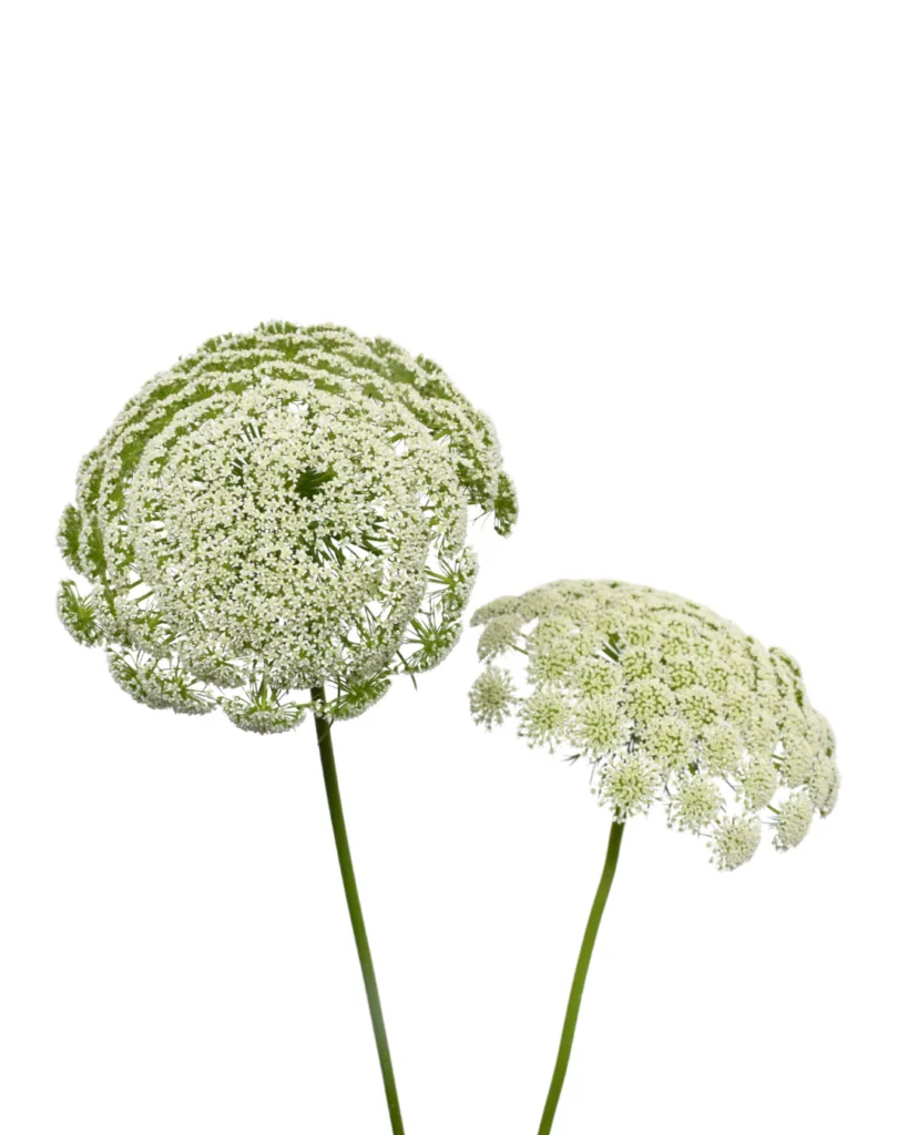 Ammi Majus