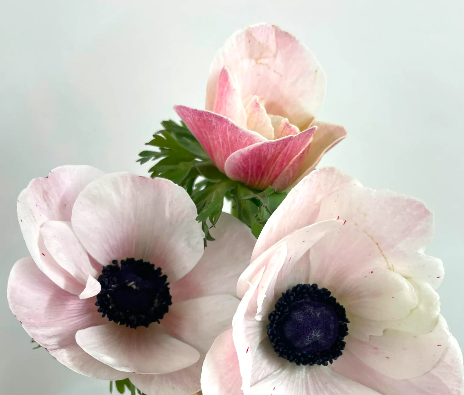 Anemone Mistral Blush — Anemones