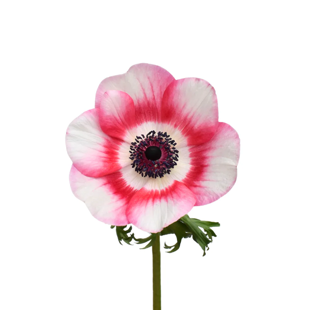 Anemona Mistral White And Red