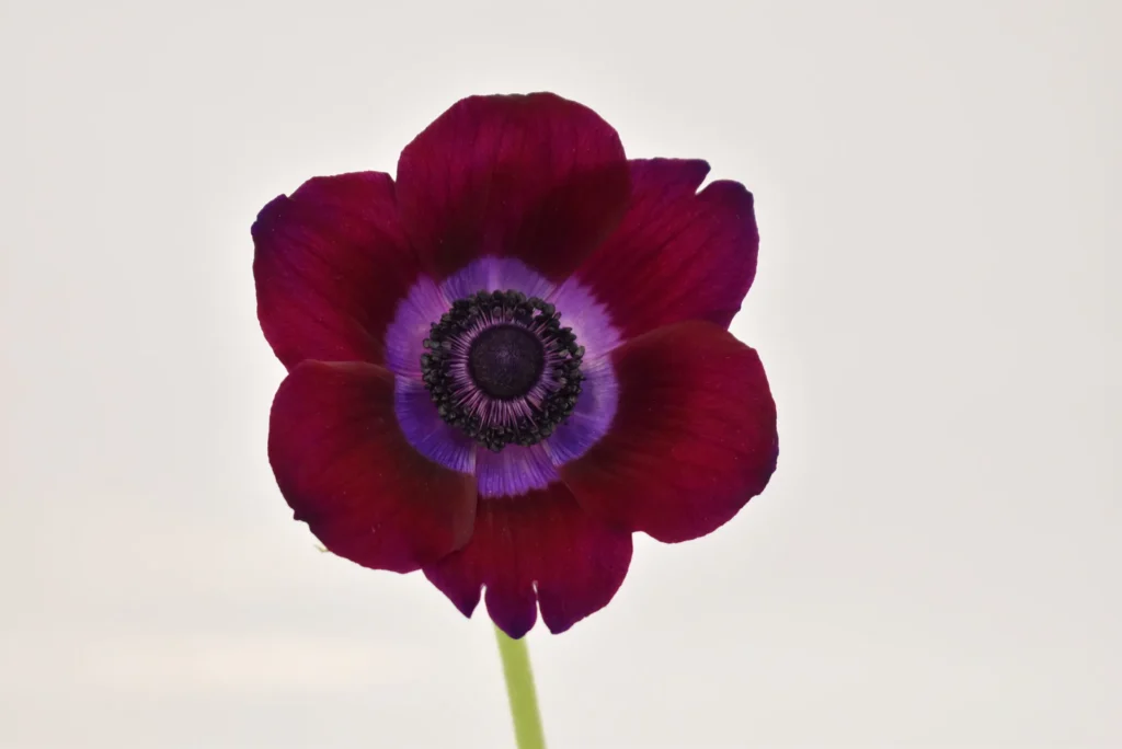 Anemone Mistral Burgundy