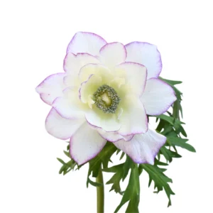 Anemone Edge Light Pink