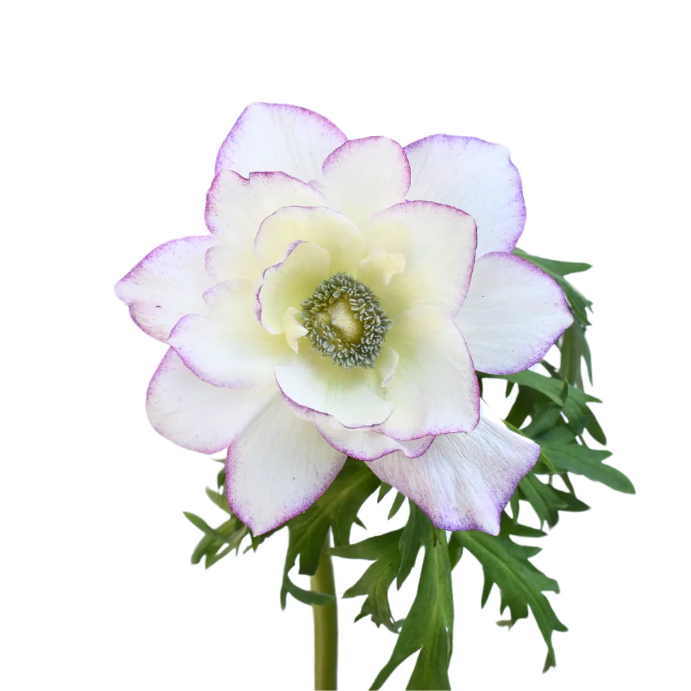Anemone Edge Light Pink
