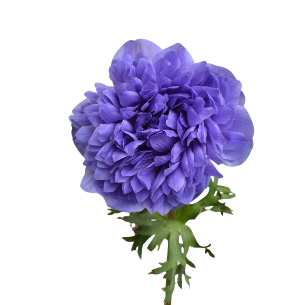 Anemone Levante Blue