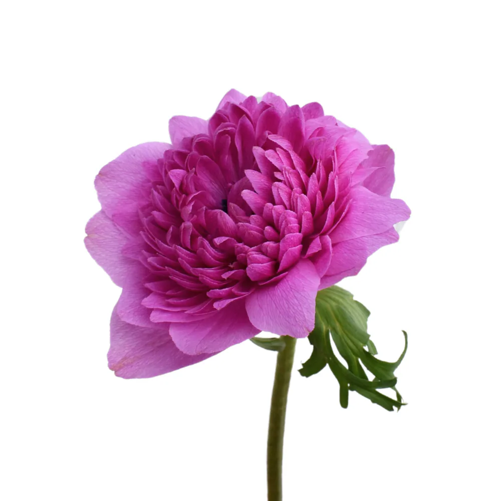 Anemone Levante Fucsia