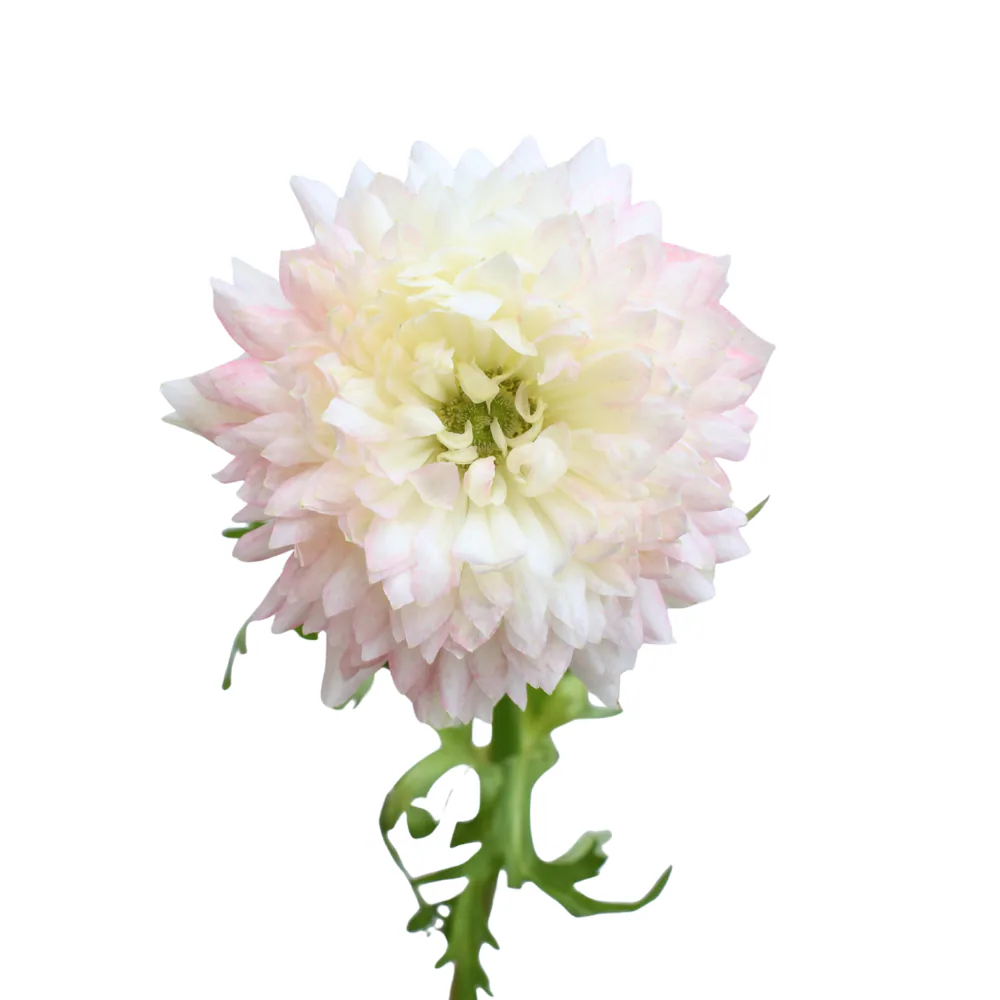 Anemone Levante Pale