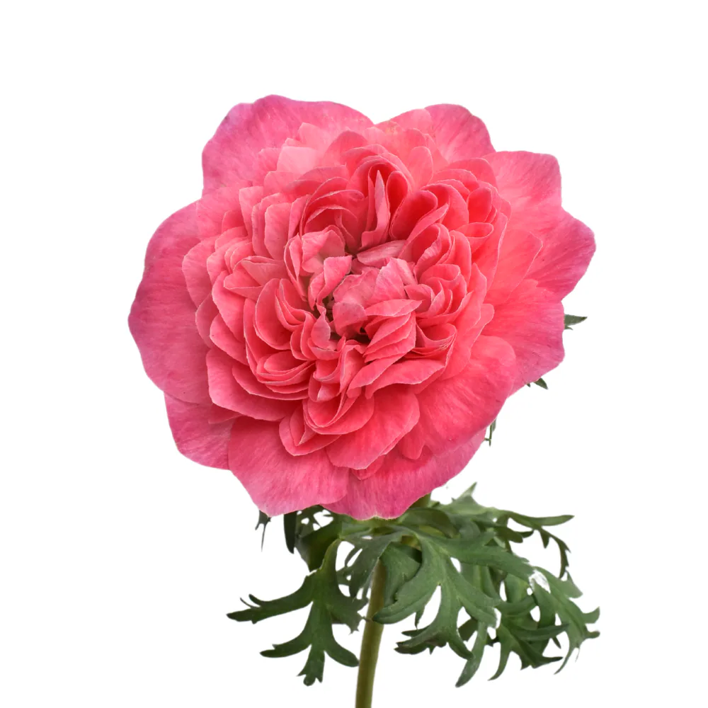 Anemone Levante Pink