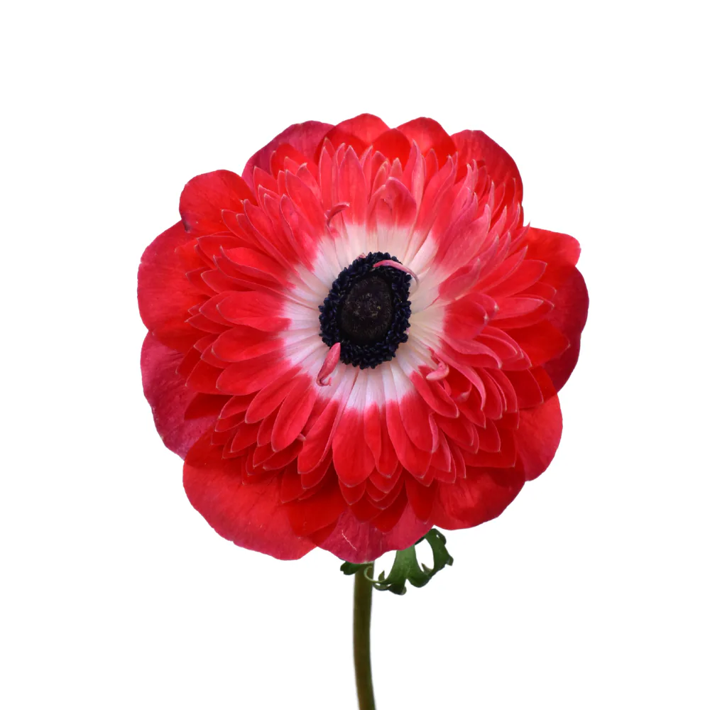 Anemone Levante Red