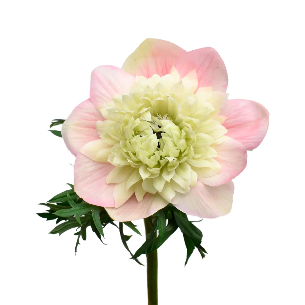 Anemone Levante Light Pink