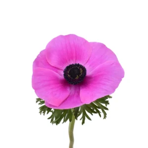 ANEMONE MISTRAL HOT PINK