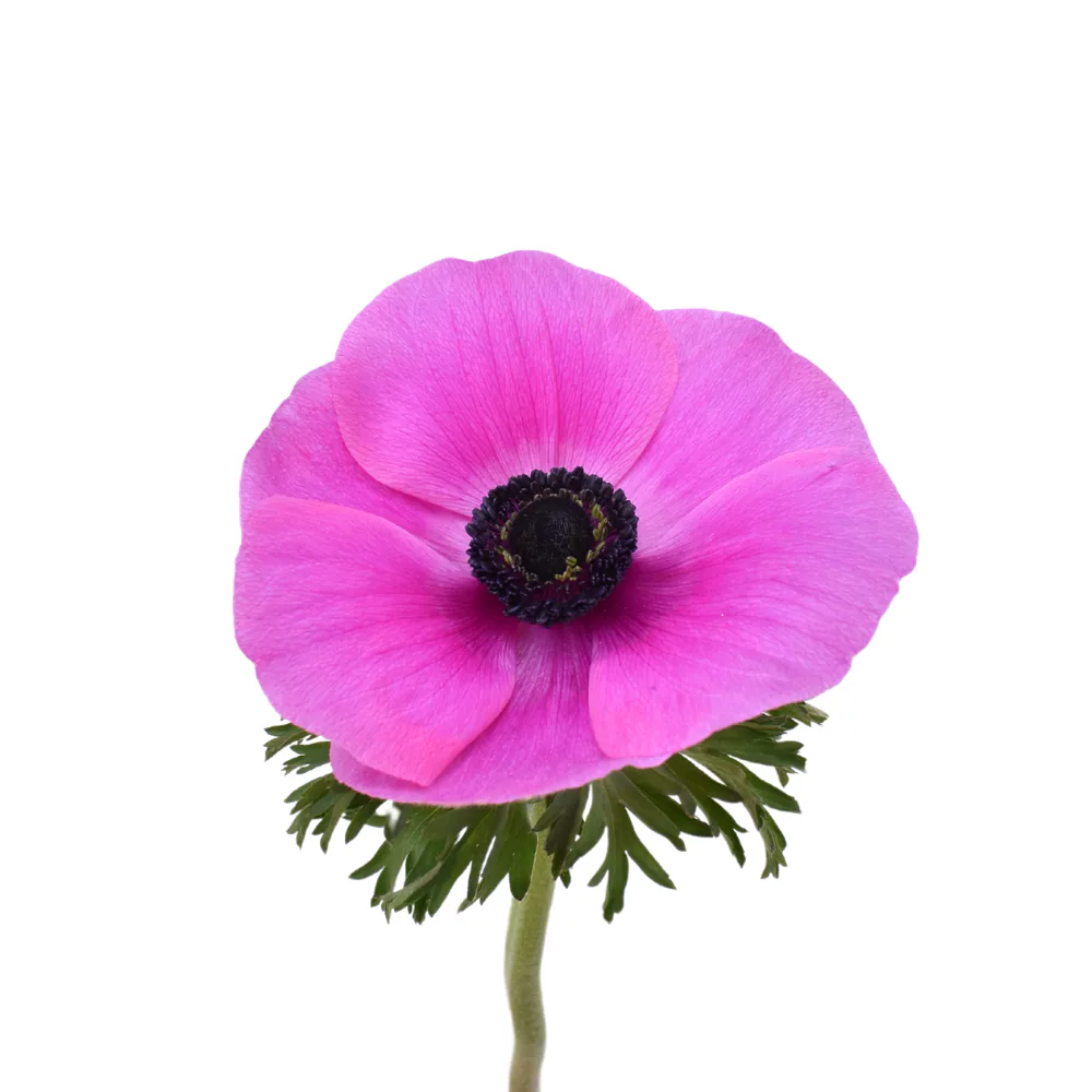 Anemone Mistral Hot Pink