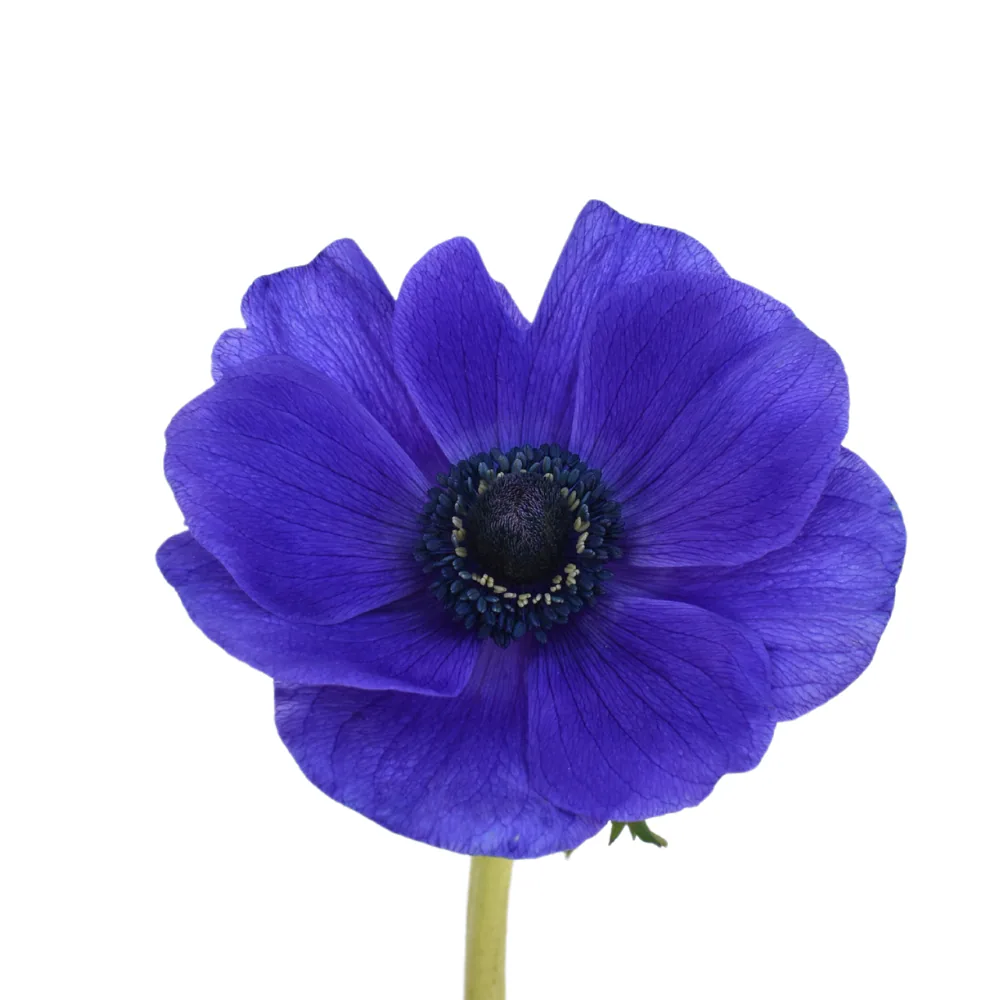 Anemone Mistral Blue