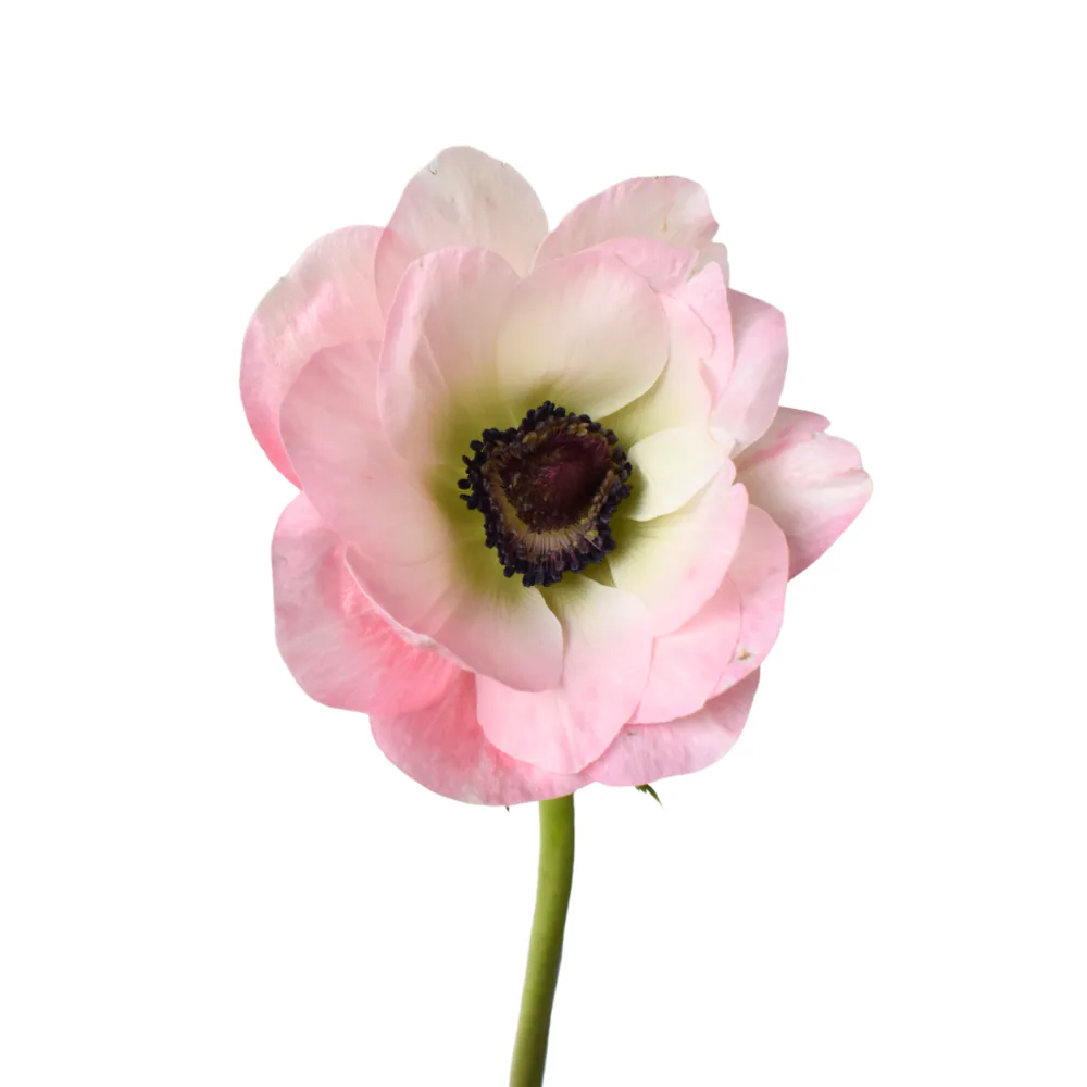 Anemone Mistral Light Pink