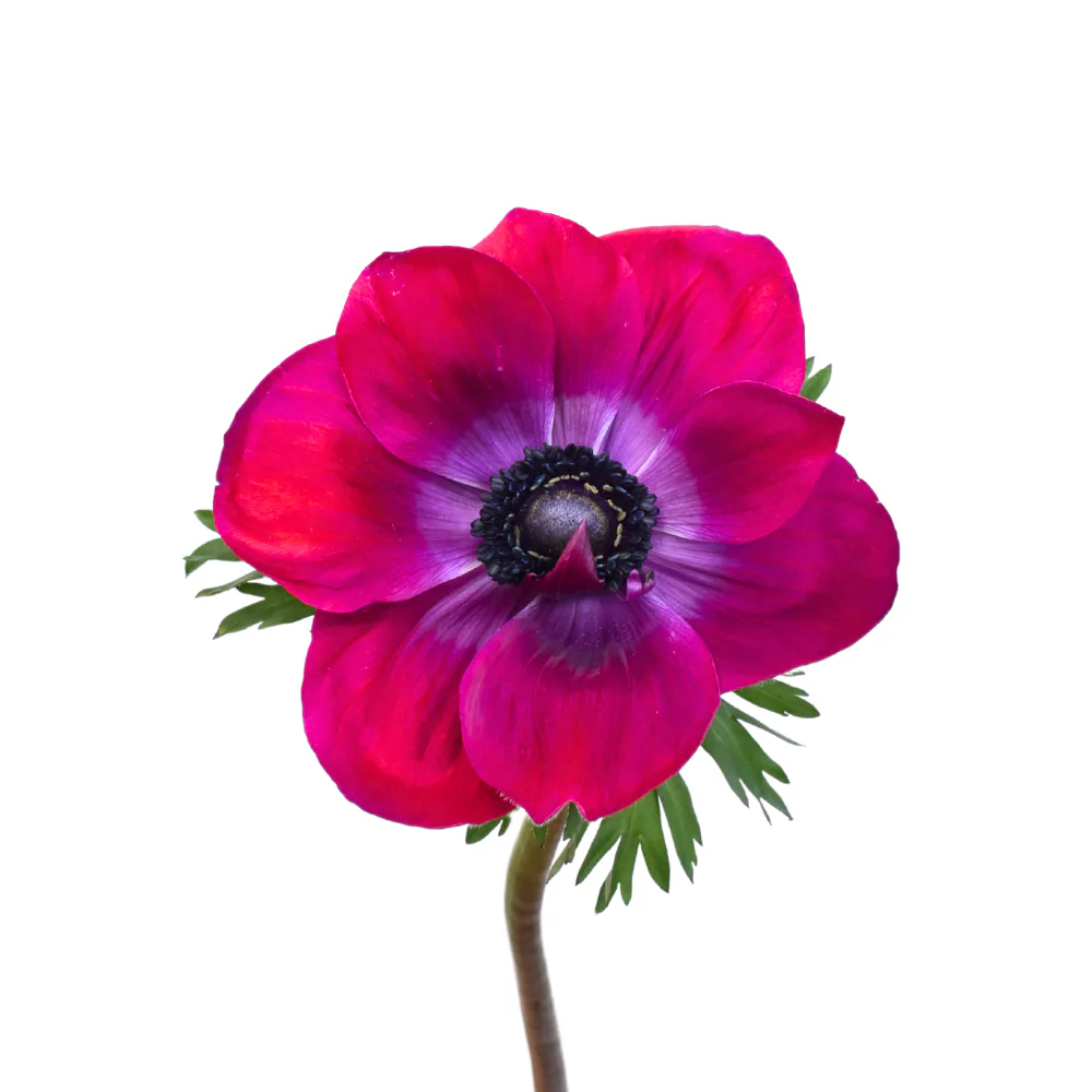 Anemone Mistral Magenta