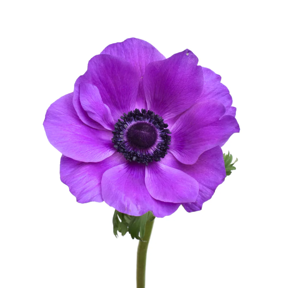 Anemone Mistral Purple
