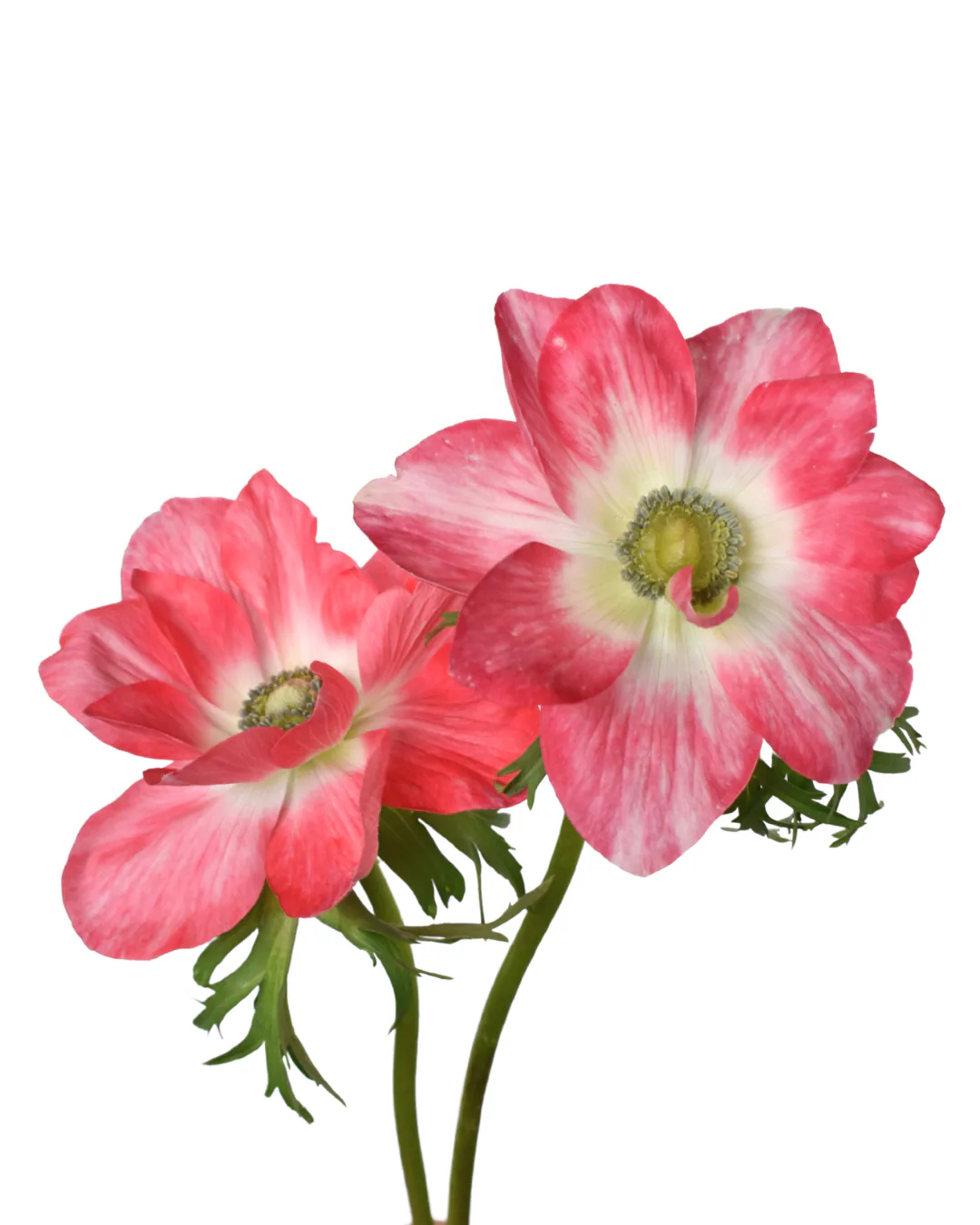 Anemone Mistral Salmone — Anemones