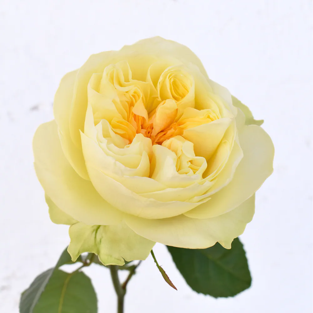 Garden Rose
