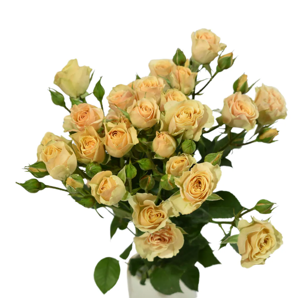 Apricot Spray Rose