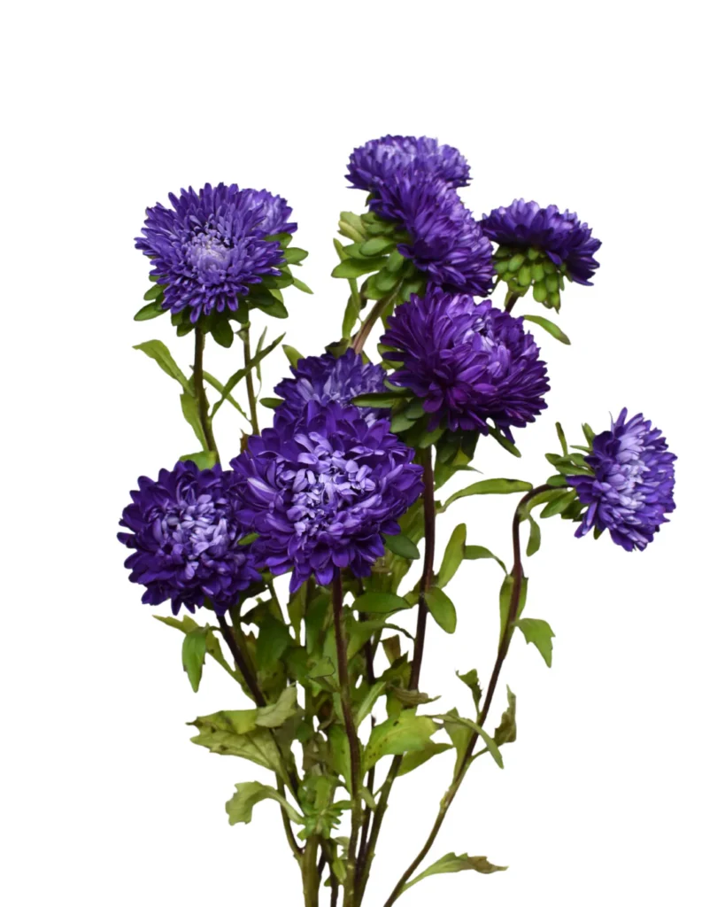 Aster