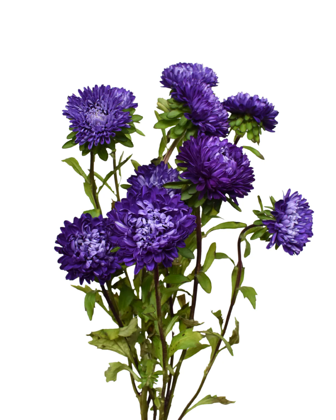 Aster Optimo Deep Purple — Aster