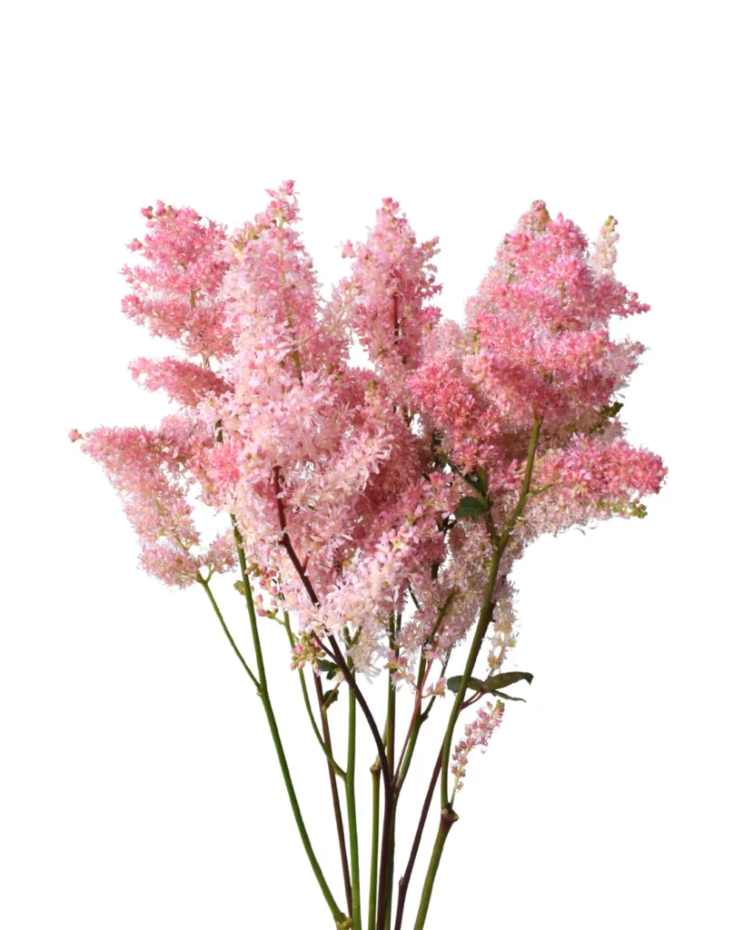 Astilbe