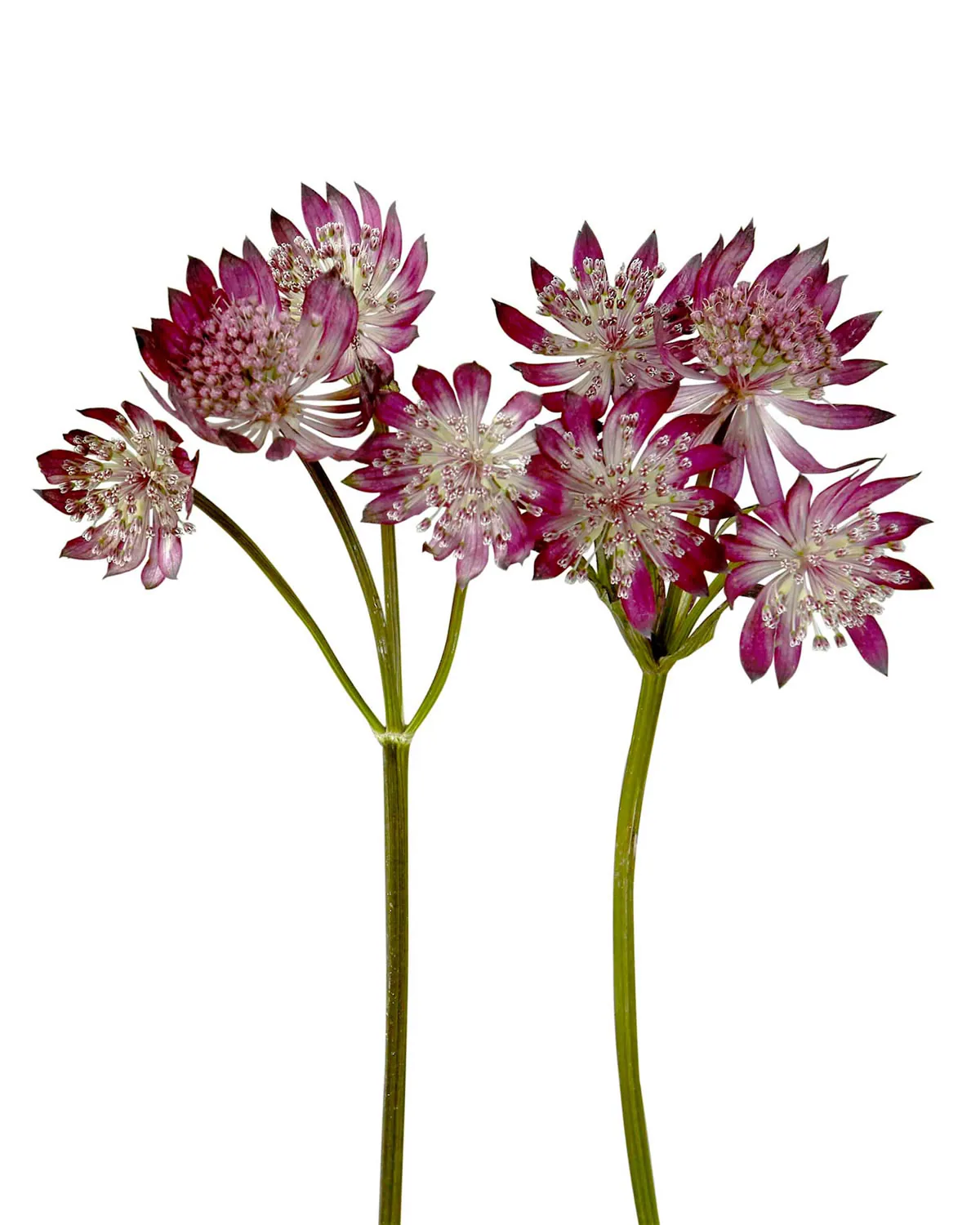 Y Astrantia Burgundy — Astrantias