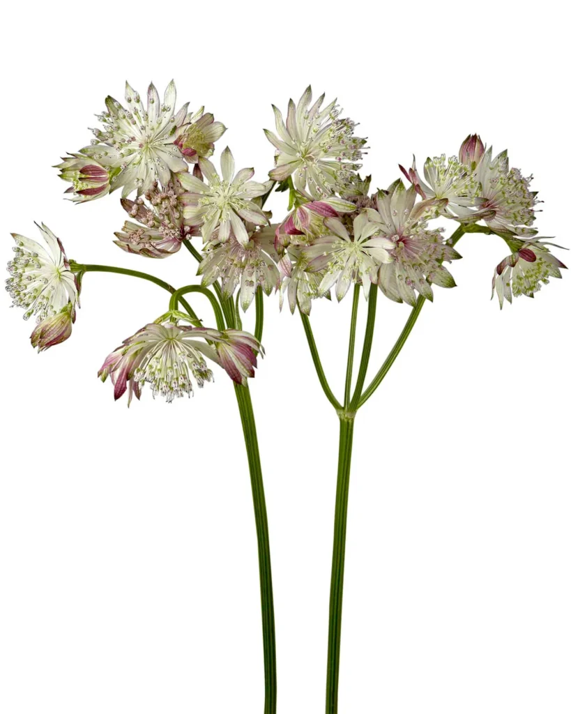 Y Astrantia Light Pink